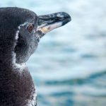 thegalapagos