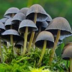 психоделические грибы